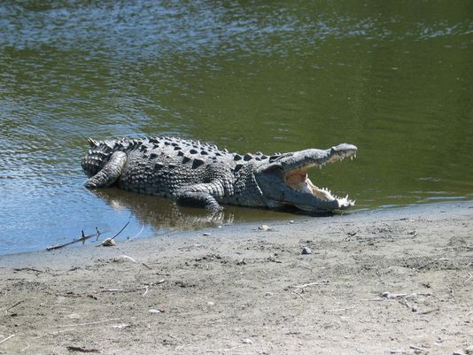 How to Avoid Crocodiles in Costa Rica  